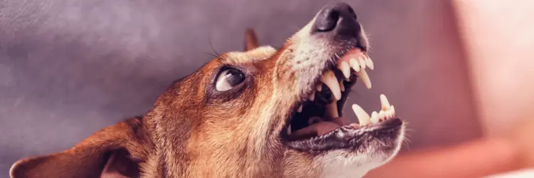 co zrobić z agresywnym psem